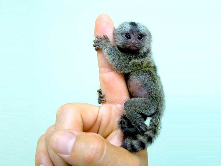 Macacos de 30 cm são vendidos e utilizados como acessórios